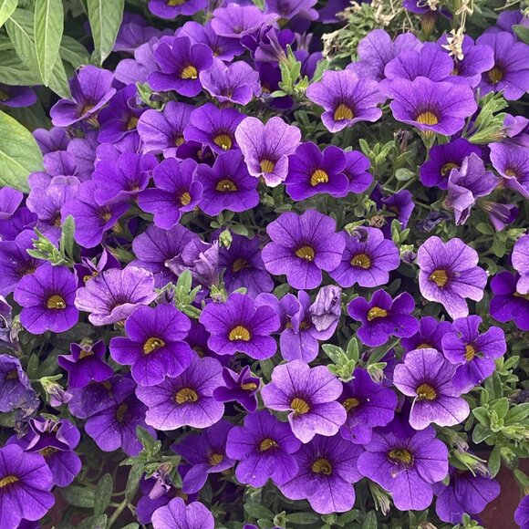 🖤Thank you for your purchase🐈⬛ - Picture 2 of 2